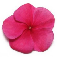 Pacifica XP Burgundy Vinca
